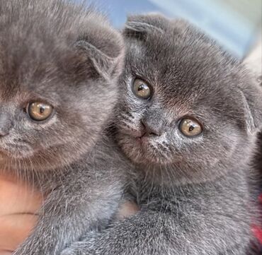 Pişiklər: Şotland yastı qulaq, Erkək, Dişi, Ödənişli çatdırılma, Ünvandan götürmə -da lalafo.az — 8 Pişiklər: Şotland yastı qulaq, Erkək, Dişi, Ödənişli çatdırılma, Ünvandan götürmə — 8