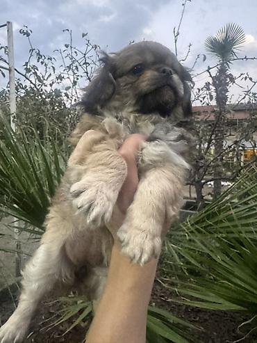 heyvan bazarı: Pekines, 2 ay — 3