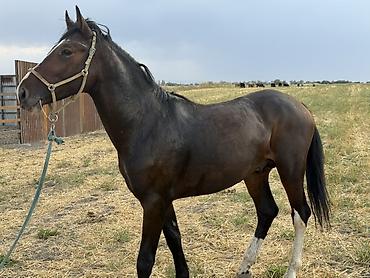 собака токмок: Продаю | Жеребец | Конный спорт — 5