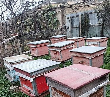 lelekli heyvanlar: Arıçılıq üçün taxta arı yesikleri Şəkildə bir neçə 10–12 çərçivəli — 1