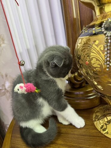 сиамская вислоухая кошка: Шотладская вислоухая, В добрые руки