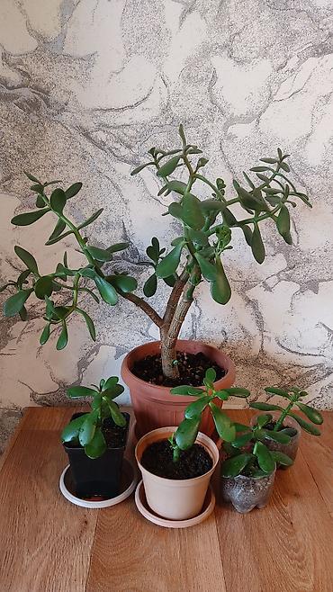 Другие комнатные растения: Толстянка,сансевиерия. Продаю толстянку! Есть взрослое растение - — 2