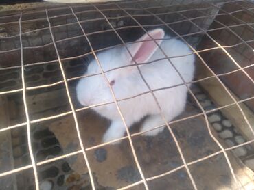 Декоративные кролики: Крольчата нзб возраст 2.5 месяца бишкек шлагбаум