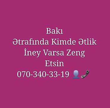 dişi afcarka: Bakıda ətraf bölgələrdən ətlik inək axtarılır. Yalnız ət məqsədli — 1
