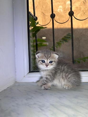 Кошки: Шиншилла — 8