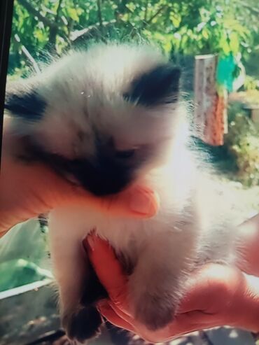 домики для котят: Котята с сиамским (колор-пойнт) окраcом. - Малыши с голубыми глазами