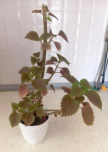 dekor guller: 🌿 Koleus (Coleus) - Azərbaycanda "Xalça gulu" də deyilir. Bitki — 1