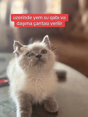 pisik satilir: Şotland, Dişi — 2