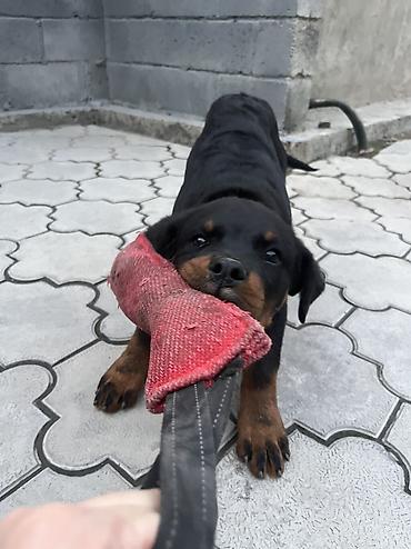 щенок бельгийской овчарки: 🐕 ДРЕССИРОВКА СОБАК | ПЕРЕДЕРЖКА + ОБУЧЕНИЕ 🐾 Опыт работы с собаками — 5