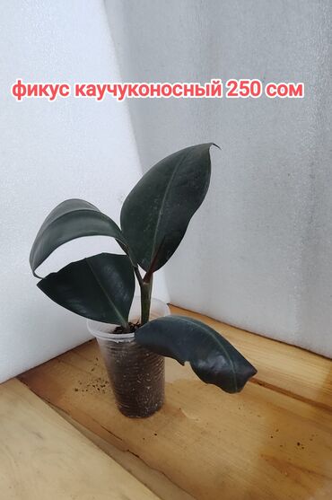 живые растения в аквариум купить: Фикус каучоконосный -200 -250сом Фикус Али -500 сом фикус Бенджамина