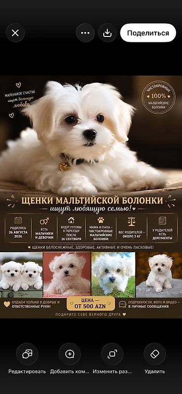 afcarka balası: Maltipoo (Maltese bişon) balaları – ağ, yumşaq və hipoallergen tüklü — 1