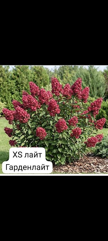 гортензия саженцы: Саженцы — 6