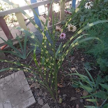 Другие садовые цветы и кустарники: Продаю разные цветы,злаковые: овсяница сизая,мискантус от 200с — 2