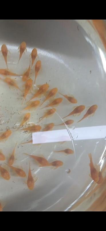 balaca it adlari: Şəkillər orijinaldır balıqlara məxsusdur. Albino ancistrus ölçüsü 2.5 — 4