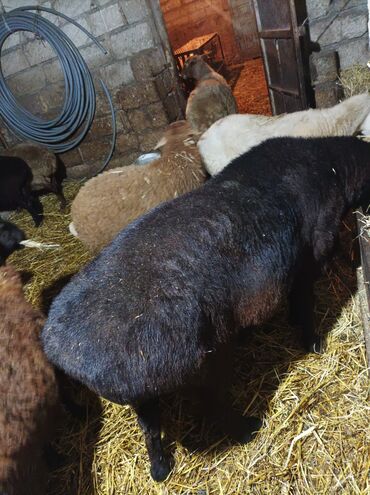 Qoyunlar, qoçlar: GİSAR QOCU. İKİ YAŞ YARİMLİQ. Diri çəkisi 93 kq.TAM SAQLAM. QOYUN — 7