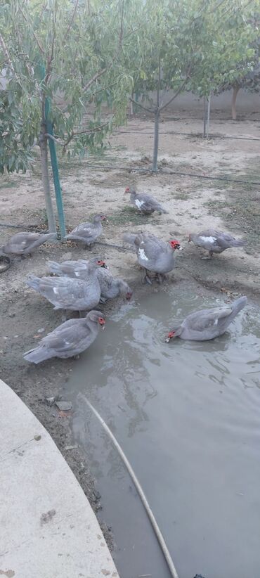 Digər quşlar: Muscovy (barbarı) ördəkləri – bala və yeniyetmə yaşda sürü - Rəng — 9