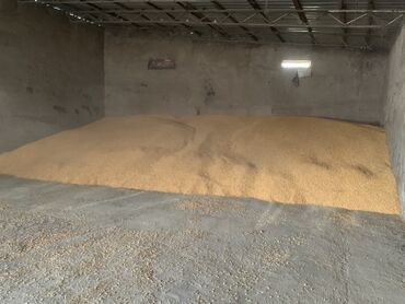 продажа щенков немецкой овчарки с документами в бишкеке: Кукуруза навалом - Зерно кукурузы, хранение в крытом складском