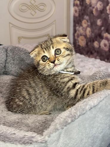 Pişiklər: Şotland yastı qulaq, Erkək, Dişi, Yaxşı əllərə, Ünvandan götürmə, Pulsuz çatdırılma, Ödənişli çatdırılma — 1