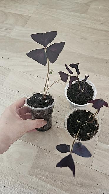 Другие комнатные растения: Кислица
Оксалис 
oxalis 
🦋 
бабочка — 9