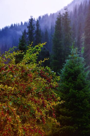 Фотоаппараты: Nikon D3300 + два объектива, 18-55 и 18-105 мм. Домашнее — 5