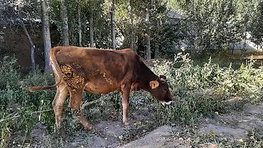 кошка бесплатная: Продаю | Корова (самка) — 3