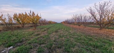 Tinglər: Meyvə tingləri – intensiv bağlar üçün - Növlər: alma və armud heyva — 10