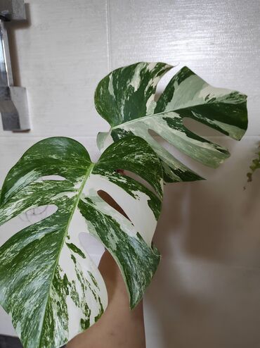 разный: Монстера Альба Монстера Тайское Созвездие, черенки и взрослые цены
