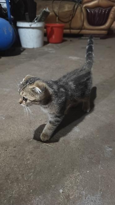 котенок вислоухая: Скотиш Фолд (Шотландская вислоухая), 2 месяца, Девочка — 2
