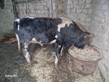 Dana, buzov: Satlıq: qaramal – erkək buzov/ dana - Növ: ətlik istiqamətli qarışıq — 1