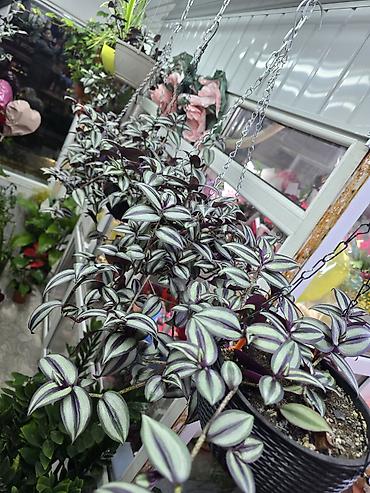 haktan pack: Традесканция зебрина (Tradescantia zebrina) в новом кашпо и готовом — 3