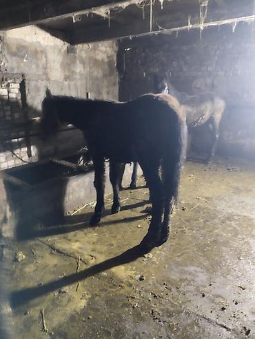 Лошади, кони: Продаю | Жеребенок | Для разведения | Племенные — 3