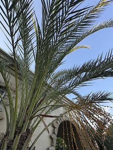 palma agaci satilir: Xurma palması (Phoenix dactylifera) - Növ: Xurma palması — 3