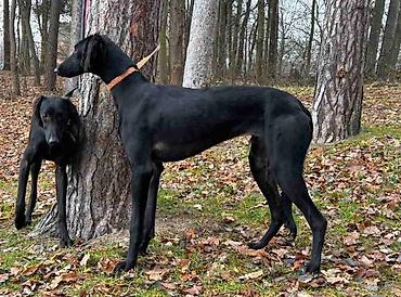 Psi: Saluki štenci, jedinstvena prilika Nudim četiri mužjaka crne boje — 9