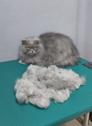 Другие услуги: Груминг в Бишкеке Стрижка Вычес (линька) Купание профессиональной — 2