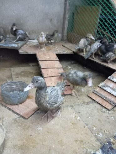 Digər quşlar: Misk ördəkləri – müxtəlif rəng və naxışlarda cavan balalar - Növ — 10