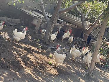 яркие: Продаю | Куры | Несушки — 3