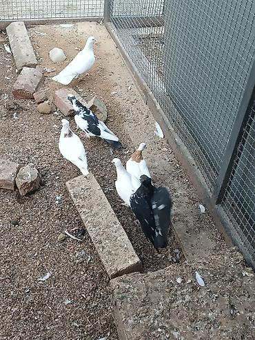 göyərçin satılır: Ünvan fatmayi kendi 
Biri 10-30 m arası satılır.
Kütdə satılır — 4