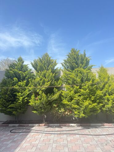 Bağbanlar: Salam bağ evlərində, Abyektlərdə parklarda bağban xidməti görülür — 24