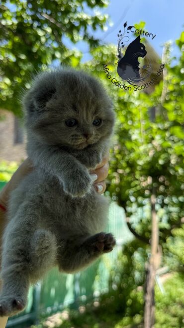 кошка сокулук: Скотиш Фолд (Шотландиялык шалпаң кулак), 1 айлык, Эркек, Көгүлтүр, Лотокко барууга үйрөтүлгөн, Курттардан тазаланган, Документтери менен