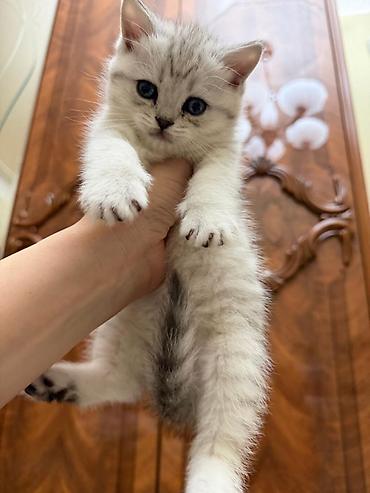 Pişiklər: Tabbi, Erkək, Yaxşı əllərə, Ünvandan götürmə — 5