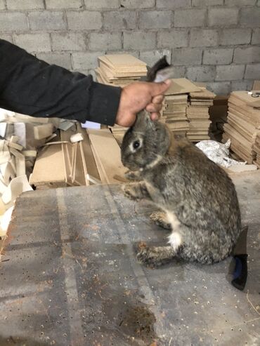 щенки охотничьих собак: Продаю | Кролик самец | Для разведения | Племенные