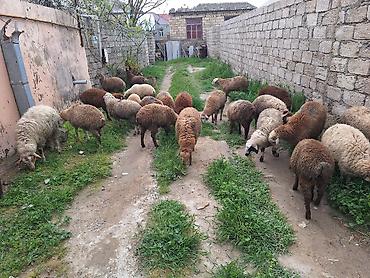 Qoyunlar, qoçlar: Qoyun sürüsü – 20+ baş - Cins: yerli qarışıq (ağ, qəhvəyi və tünd — 3
