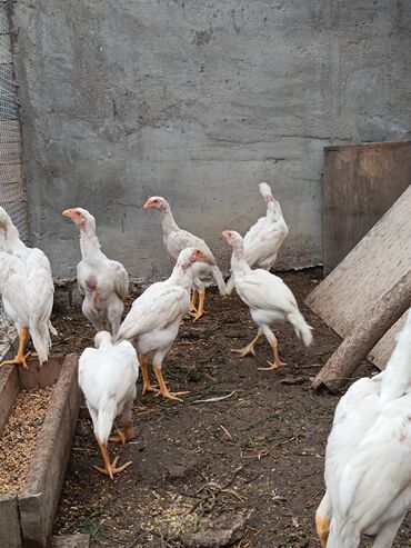 sumqayit colpa: O shamo cuceler.2 ay.bir ededi 55 azn.Sumqayit
