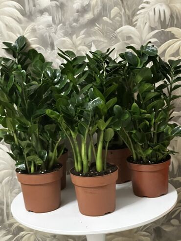 бак нержовейка: 💚 ПРОДАЁТСЯ – Замиокулькас (Долларовое дерево)! 🌱 ✅ Высота: 55–60 см