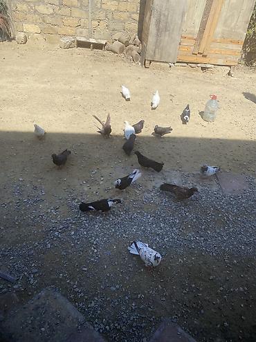 tovuz qusu satilir: Tergizme heyvanlardı 16 denedi icinde ucurmalığ balalarda var — 6