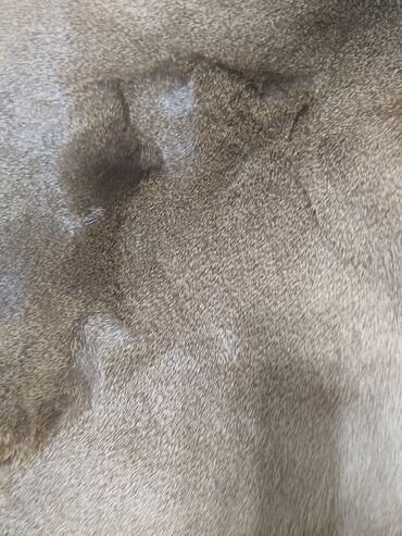 Yun: Təqdim olunan tebii ceyran dərisi əsasən açıq qəhvəyi və boz — 5