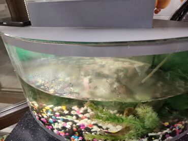 Akvariumlar: Yarımay formalı şüşə akvarium seti - Ön hissəsi qabarıq (panoramik) — 6