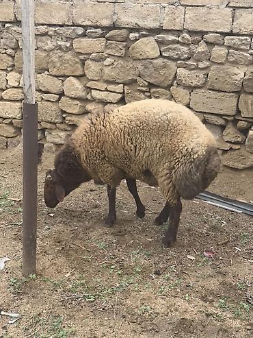 Qoyunlar, qoçlar: Erkək, Qala, il: 1, Damazlıq — 5