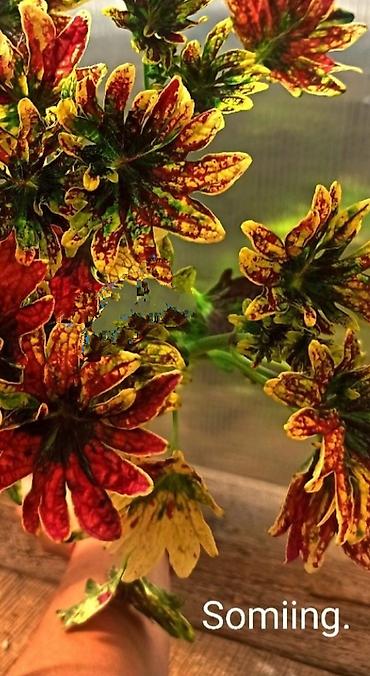 Алоказии: Открыта продажа сортовых КОЛЕУСОВ. цена за срез 100 сом.В коллекции — 9