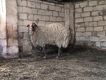 Mal-qara: Damazli qoc bir yas yarimliq — 5